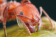 Особенности выработки муравьиной кислоты